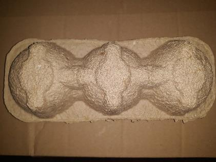 3MTES 3 Fruit Packing